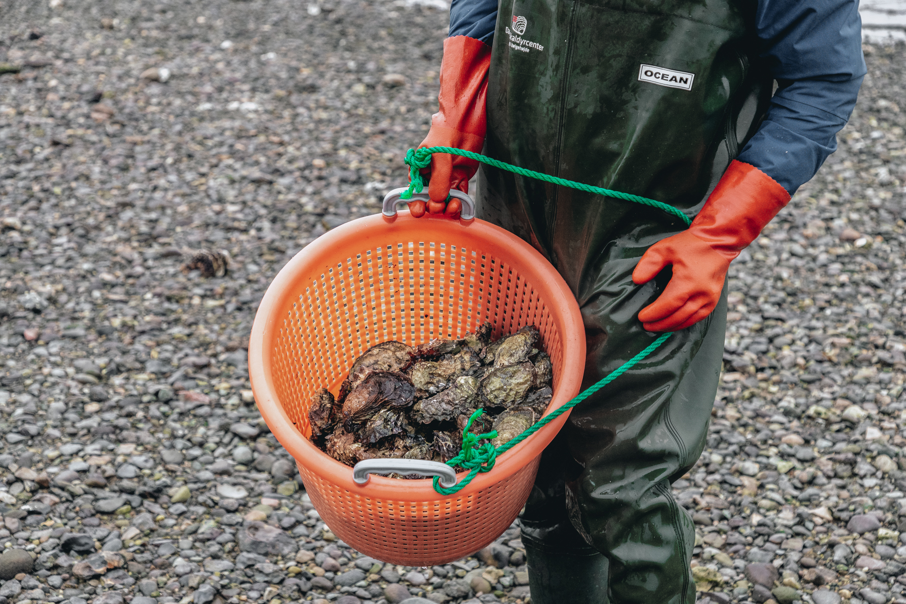 Eat the Best Oysters in the World in Denmark